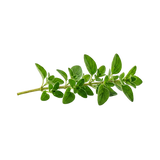 Oregano Extract 10:1 — 50mg