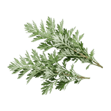Wormwood — 100mg